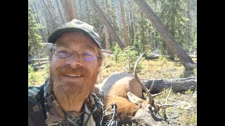 2024 Colorado OTC Archery Elk SUCCESS [upl. by Eidnac]