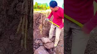 Yam root digging process [upl. by Sheppard]