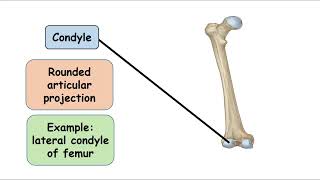 CondyleBone marking [upl. by Kessler497]