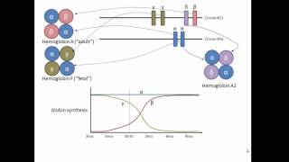 Globin genes hemoglobin and development [upl. by Malvino]