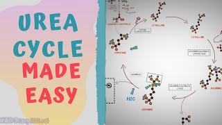 UREA CYCLE MADE EASY 2020  METABOLISMS MADE SIMPLE [upl. by Eerihs]