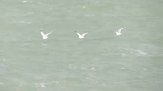 Common Gull Larus canus Stormmeeuw Maasvlakte ZH the Netherlands 17 Nov 2024 13 [upl. by Emmeline]