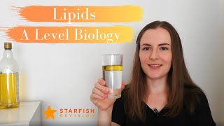 Lipids  A Level Biology [upl. by Nodrog]