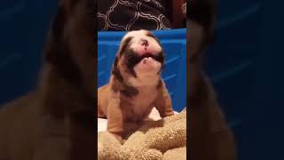 🐕 My Baby Dog Sounds Crying 😢 Puppy Crying Sound shorts [upl. by Komsa]