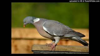 Vogelbestimmung Ringeltaube Columba palumbus [upl. by Nirhtak]