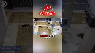 1 Kedi vs 3 Köpek  Geldim işte dostum edit  Yerli Kaşif Dublaj [upl. by Schmitt620]