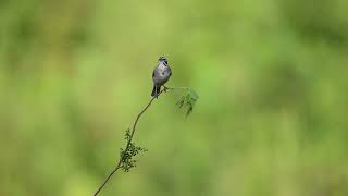 lark sparrow [upl. by Sue808]