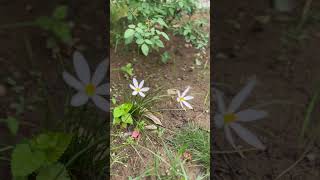 Saffron flower 🌺🌺 utube utubefeed flowers [upl. by Ylagam817]