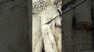 forest treecuttingskills treefalling chainsaws woodcuttingtools shorts Al Makka Auto 473 [upl. by Anura]