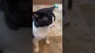 Video of adoptable pet named Toey FCID 06052024  74 Trainer C [upl. by Aneema249]