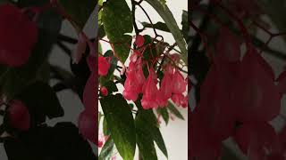 Cane Begonia begonia indoorplants flowers fengshui plants spotted garden goodvibes [upl. by Akinimod]