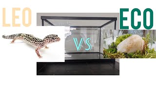 Leopard Gecko Home vs Terrarium Ecosystem [upl. by Ddej]