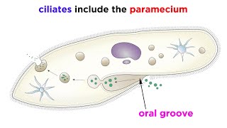 Unicellular Life Part 2 Archaea and Protists [upl. by Slater369]