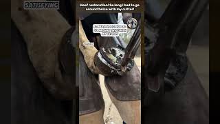 Hoof restoration So long I had to go around twice with my cutter equinehealth horsecare wood [upl. by Alroi406]