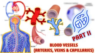 Blood Vessels Arteries Veins and Capillaries  Circulation and Fluids  Biology  Class 11 [upl. by Negris247]