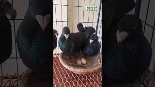 ExpensiveFancyPigeon Expensive Fancy Pigeon short shorts shortvideo foryou virals birds [upl. by Reisman152]