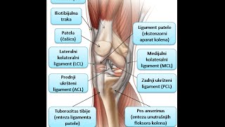 Koleno je naj opterećeniji zglob Etiologija anatomija patologija i terapija [upl. by Xam689]