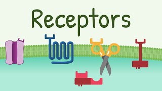 Receptors Types amp Functions [upl. by Gronseth123]