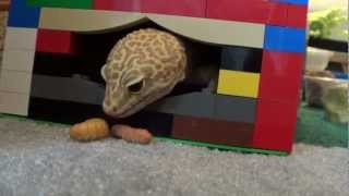 Leopard gecko eating butterworms [upl. by Verne205]