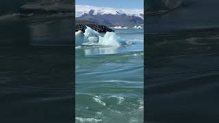 Die Gletscherlagune Jökulsárlón auf Island jokulsarlon icelandtravel grandtour [upl. by Cornelie154]