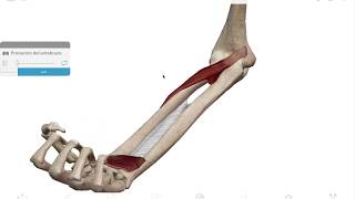 Conoces la Pronación y la Supinación [upl. by Forcier]