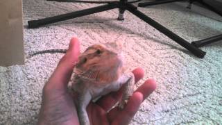 Bearded dragon yawning filmed with Droid Maxx HD [upl. by Akerdnahs]