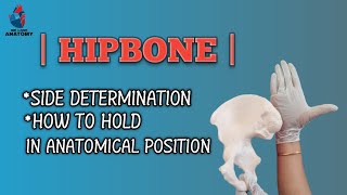 hipbone  side determination  anatomical position  bones of lower limb anatomy [upl. by Ycul]