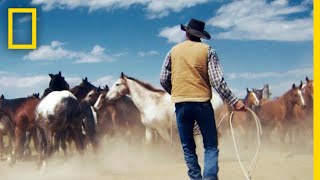 Wrangling Wild Horses in the Mountains of Montana  Short Film Showcase [upl. by Nadaha]