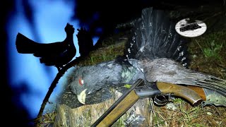 Hunting Capercaillie in the spring in Bulgaria Fantastic mating time [upl. by Anilasor462]