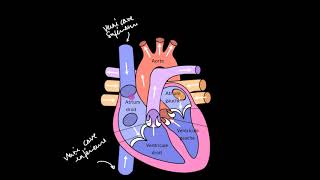 Le cœur et le système circulatoire [upl. by Akcira784]