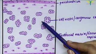 Histology of Hyaline Cartilage [upl. by Yerak]