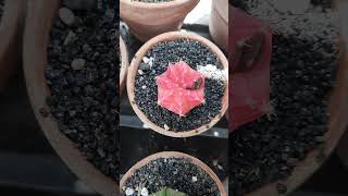 gymnocalycium gymnocalyciumvariegata cactus [upl. by Nas]