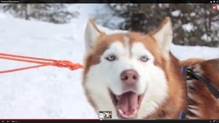 Awesome Talking Huskies Compilation [upl. by Lleze174]