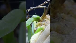 Mantises eat giant grasshoppers  Tropical Forest Bees mantis [upl. by Pius431]