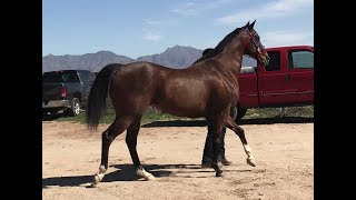 El 40  Carreras de caballo Horse races Thoroughbred vs Quarter Horse 400yards [upl. by Danita]