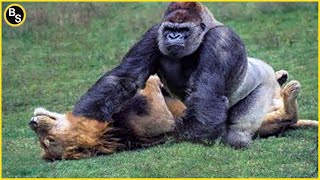 Top 10 Strongest African Animals [upl. by Sieber]