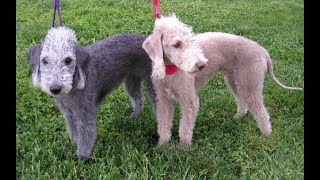 Bedlington Terrier [upl. by Tybi909]