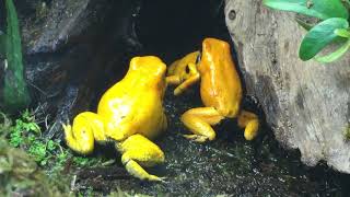 phyllobates terribilis fight for dominance [upl. by Noelani]