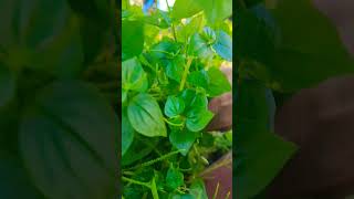 Peperomia pellucida boykingtv Peperomiapellucida cuttingfruits cuttingskills [upl. by Glaab403]