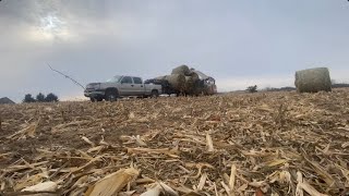 Moving cornstalk bales home [upl. by Nena]