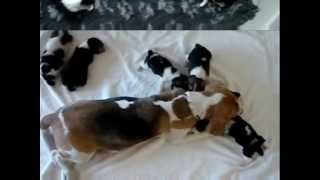 Szczeniaki beagle  beagle puppies [upl. by Annoj601]