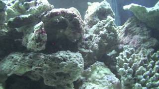 SW Rebuild  Part 14  Live Rock amp Sand Aquascaping [upl. by Chaffee]