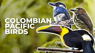 The Most Beautiful Birds of San Cipriano Colombia [upl. by Anwahsit]