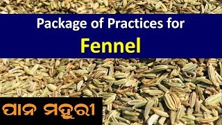 Package of Practices for Fennel Foeniculum vulgare [upl. by Adelaida]