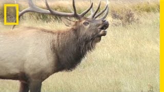 Listen These Elk Sound Terrifying Like Ringwraiths  National Geographic [upl. by Esele]