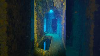 Diving the USS Oriskany shipwrecks artificialreef scuba diver spearfishing short asmr diving [upl. by Cyprus]