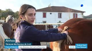 Concours de chevaux de traits  une tradition vivante qui rassemble passionnés et éleveurs [upl. by Aspia592]