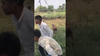 paretin ke bakri chori 🤣🤣🤣comedy realfoolsnewcomedy realfools paretin77 [upl. by Neelear]