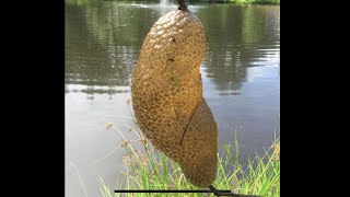 Fresh Water Bryozoans  Pectinatella Magnifica  With Twin Cities Adventures [upl. by Kiker935]