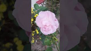 Pink delicate rose in November🌹😊Yulik nature flowers love beautiful rose [upl. by Eilesor]